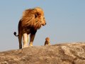Simba.jpg